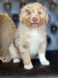 My sweet sweet Oliver, did you really turn seven?❤️🐾