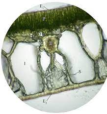 Learn about cross section of a leaf with free interactive flashcards. Datei Nymphaea Leaf Cross Section Jpg Wikipedia