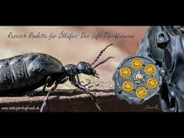 Der Olkafer Meloe Violaceus Ein Artportrat Youtube