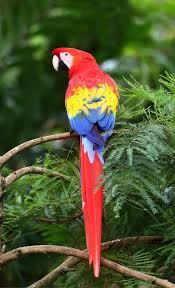 pin em birds macaws