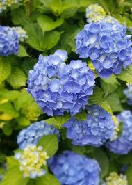 So hydrangeas tend to become more blue in acidic soils and more pink in alkaline soils. Hydrangeas Choose Maintain Enjoy Kennedy S Country Gardens