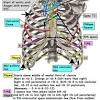 Surface markings of the thorax. 1