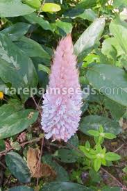 Image result for Uraria