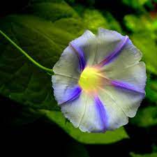 Pin On Garden Plants Greenhouses Conservatories Botanical Gardens Botanical Parks And Preserves