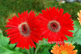 Pin On Gerbera Flamingoholland 36x4 2