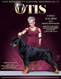 Image result for Rotala gossweileri