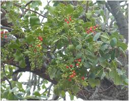 Image result for Agelanthus crassifolius