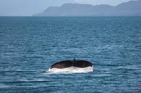 En revanche, elle peut ralentir son rythme à 5 km/h pour manger. Reseau Cetaces La Baleine Bleue De L Antarctique Plus Grand Animal Du Monde Est De Retour