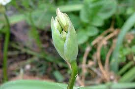 Image result for Nothoscordum borbonicum