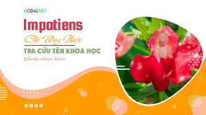 Image result for Impatiens mildbraedii