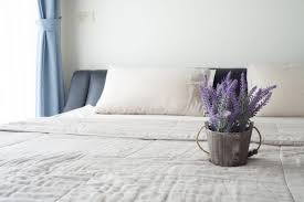 Quel odeur déteste les punaise de lit ?, l'huile essentielle de tea tree est un insecticide naturel et un excellent antiparasitaire, les punaises de lit détestant son odeur. La Lavande Contre Les Poux Et Les Punaises De Lit Le Monde Au Naturel