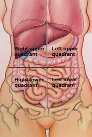 Abdomen can be divided into 4 quadrants. Assessment Of Gi Everything You Need To Know About Your Gi System