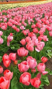 Spring Time Garden Video Courtesy Of Walter Dorset Courtesy Dorset Garden Spr Beautiful Flowers Wallpapers Beautiful Rose Flowers Beautiful Flowers Garden