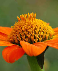 Image result for Tithonia rotundifolia