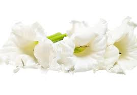 Image result for Dolichandrone alba