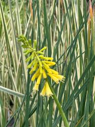 Image result for Kniphofia grantii