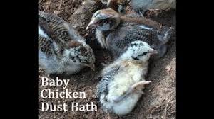 Chickens learn at an early age that when their feathers start feeling a bit dirty, it's time for a bath. Baby Chicken Dust Bath Youtube