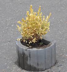Boxwood turning yellow after trimming. Leaves Of Buxus Turn Yellow Because Of The Sucking Damage Boxwood Illness Stock Image Image Of Turn Buxus 139257995