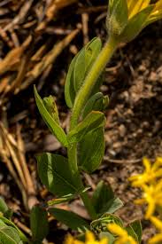 Image result for Gnidia kraussiana