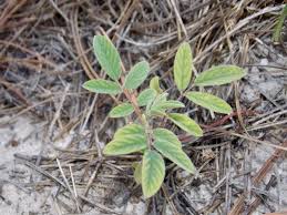 Image result for Indigofera hirsuta