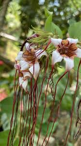 Image result for Strophanthus eminii