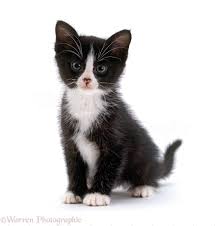 Black White Kitten Black And White Kittens White Kittens Pretty Cats