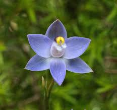 Image result for Lessertia pauciflora