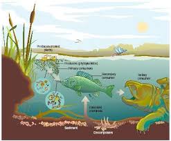 Image result for organisms and their environment