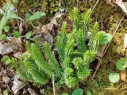 Image result for Lycopodiaceae