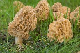 Morchella Esculenta Speisemorchel Zahlen Zu Den Speisepilzen Pilze