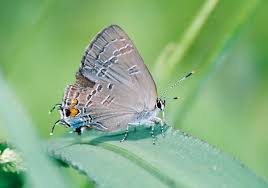 Image result for Satyrium carsonii