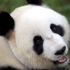 Zoos South Australia Adelaide Monarto Safari Parks