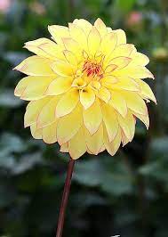 Dahlia Verrone S Taylor Swift Beautiful Flowers Beautiful Flower Arrangements Dahlia Flower