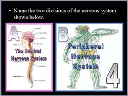 You should not rely on any information on this site as a substitute for professional medical advice, diagnosis, treatment, or as a substitute for, professional counseling. Brain Nervous System Quiz Game By Science From Murf Llc Tpt