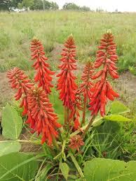 Image result for Erythrina zeyheri
