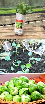 Check spelling or type a new query. Bringing Brussels Back Awapuni Nurseries New Zealand