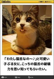 pin by simon on おもしろ画像 pretty cats funny cats funny animals