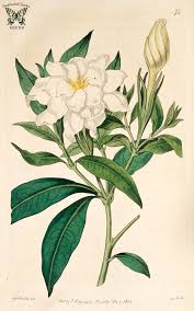 So having said all that jazz i thought it would be nice to show you how to draw a jasmine step by step. Get Pencil Gardenia Drawing Pics