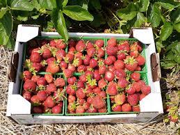 I can eat a whole flat of strawberries, blueberries or raspberries in one sitting. Flat Of Strawberries 6 1l Boxes Gmach Gardens