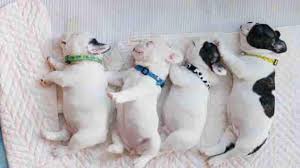 The french bulldog and pug create a seriously cute mix, who is more commonly known as the frug. 215 Of The Best Frug Dog Names For A French Bulldog Pug Mix