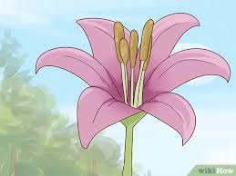 We did not find results for: 3 Ways To Identify Wildflowers Wikihow