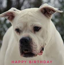 Nov 08, 2016 · happy birthday marine bulldog picture. Bully Village Home Facebook