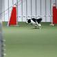 June Agility Trial event image