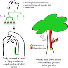 Structures found in plant cells but not animal cells include a large central vacuole, cell wall, and plastids such as chloroplasts. Patterns Of Stem Cell Divisions Contribute To Plant Longevity Sciencedirect