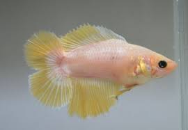 Female Double Tail Betta Fish Pet Colorful Fish