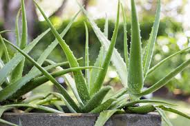 Image result for Aloe carnea