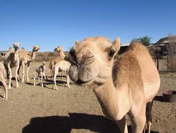 Some produce as low as 5 l/day while some can give around 40 l/day. Wild Camels A Godsend For Drought Stricken Kalahari Farmer