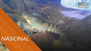 Dalam budidaya udang galah , sirkulasi air memegang peran penting dalam pembesaran sehingga air dalam aquarium haruslah terus mengalir. Berhenti Makan Gaji Ternak Udang Kara Youtube