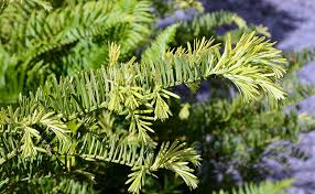 Image result for Polycarpaea prostratum