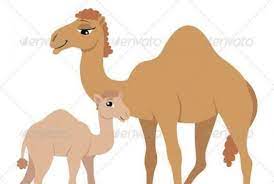Baby dromedary camel's name chosen as part of social media contest caption: The Right Place Bedtimeshortstories